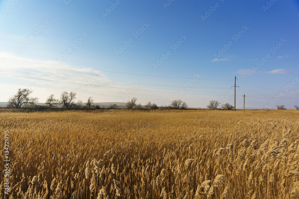 Fototapeta premium Thickets of reed (lat. Phragmites) along the estuaries of the Taman Peninsula in winter