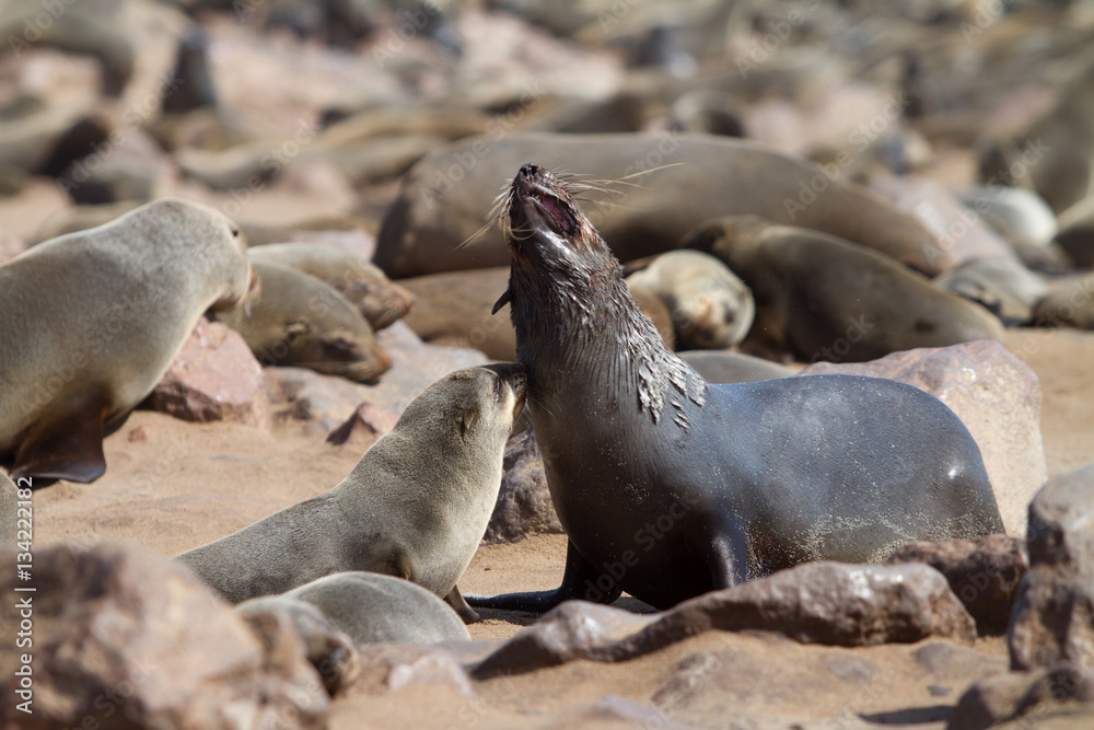 Fototapeta premium sea lions on the beach