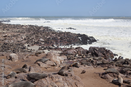 sea lions on the beach