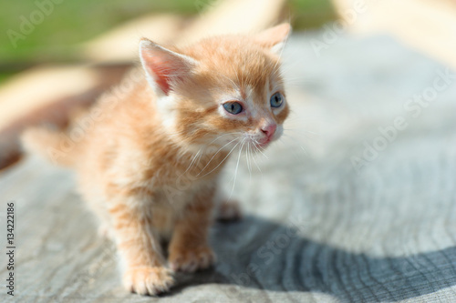 plaintive look of homeless ginger cat © sasapanchenko