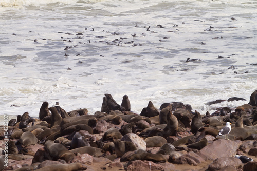 sea lions on the beach