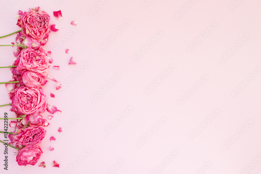Pink dry roses on pink background
