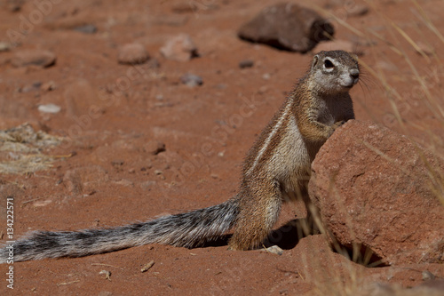 Squirrels