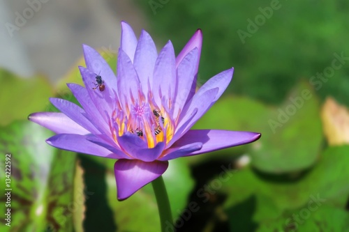 Flower and bee