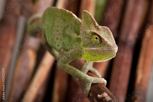 Green chameleon on bamboo background
