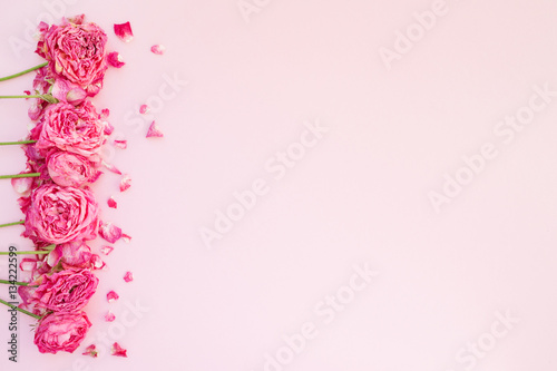 Pink dry roses on pink background