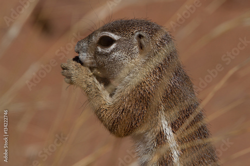 Squirrels