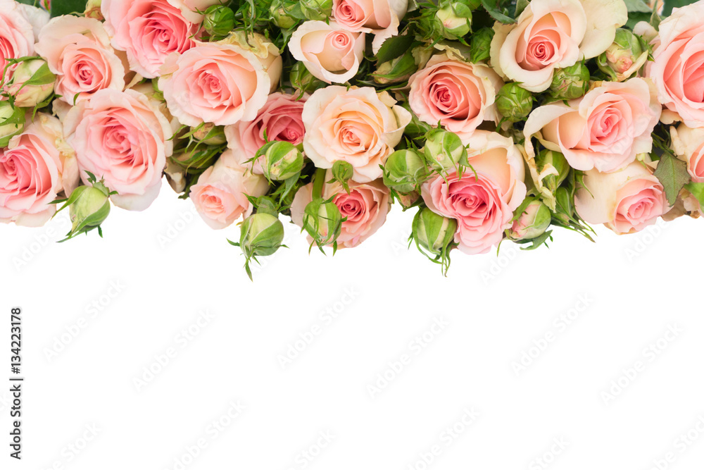 Pink blooming fresh roses with buds and leaves border isolated on white background