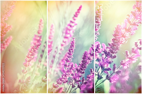  Beautiful flowering, blooming purple flowers in meadow - beauty of the nature in spring
