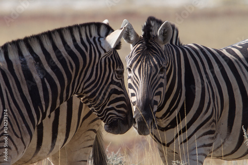 two zebras