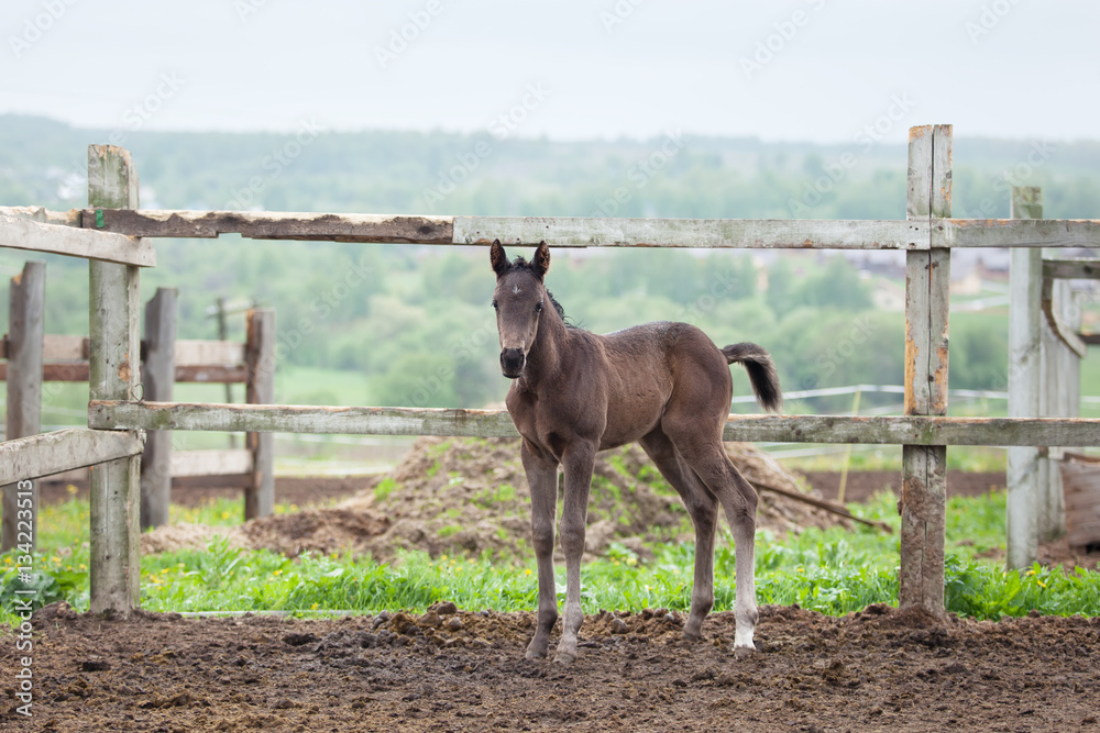 Obraz premium cute little colt.