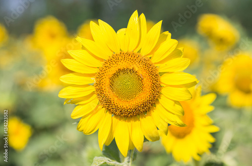 sunflower