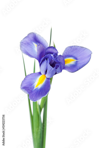 Fototapeta Naklejka Na Ścianę i Meble -  Iris flower isolated on white background, beautiful spring plant.