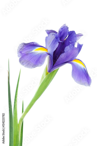 Fototapeta Naklejka Na Ścianę i Meble -  Iris flower isolated on white, beautiful spring plant.