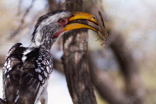 Southern Yellow-billed Hornbill