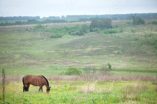 Fototapeta Naklejka Na Ścianę i Meble -  brown horse grazing