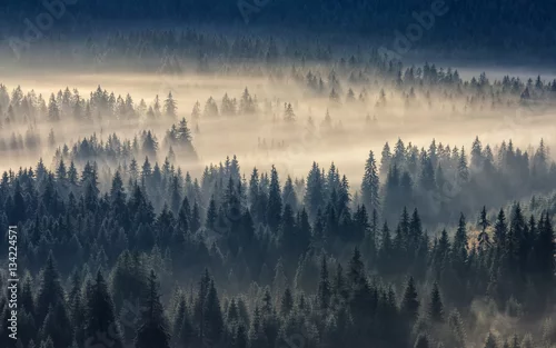 Obraz las iglasty w górach we mgle