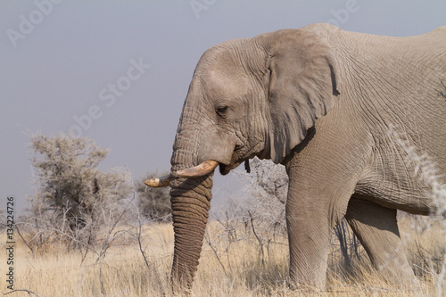 Elephants in Etosha
