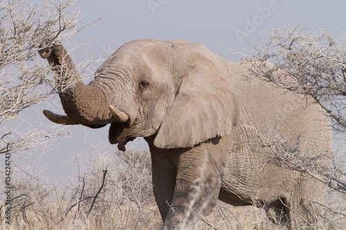 Elephants in Etosha