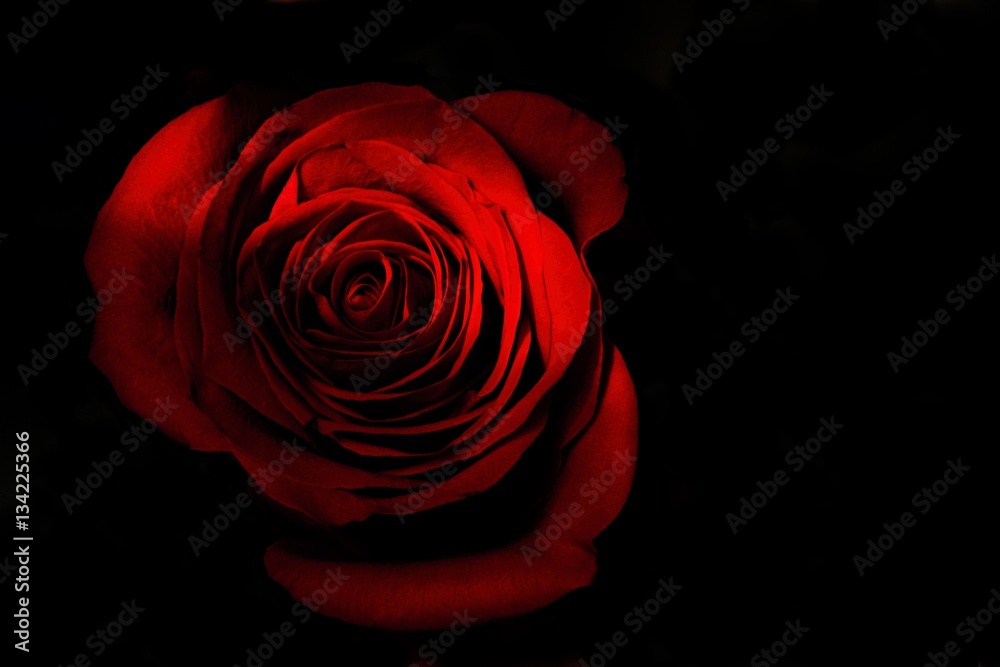 Naklejka premium red rose on a black background