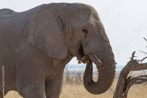elephant eating close-up