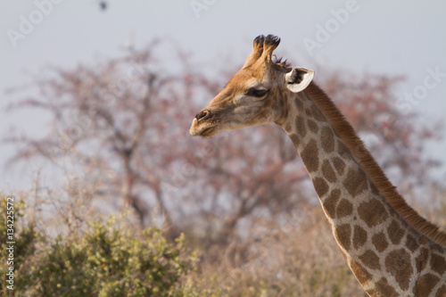 Giraffe close up