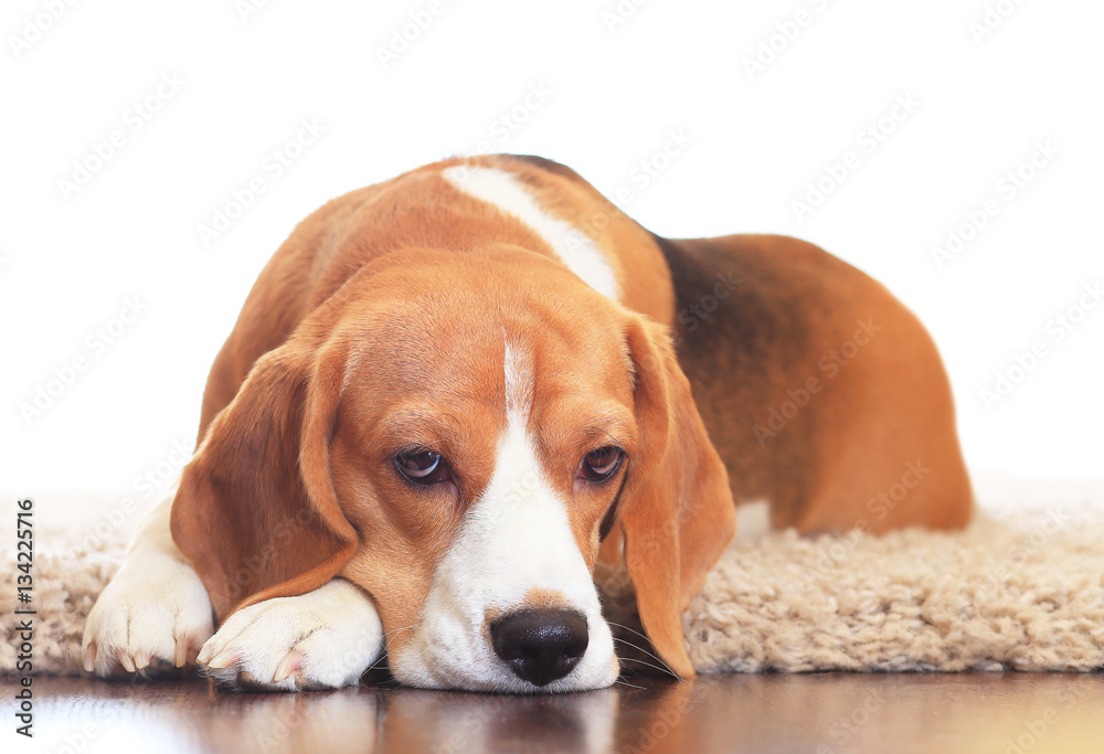 Upset dog on carpet