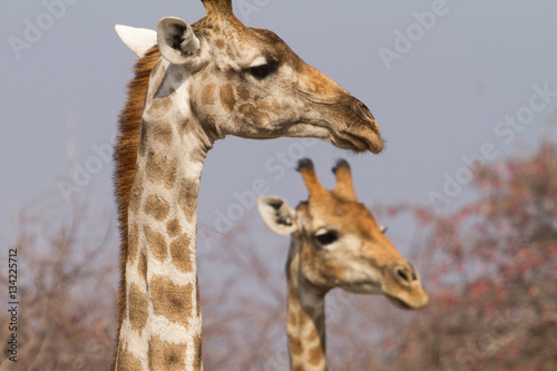 two giraffes
