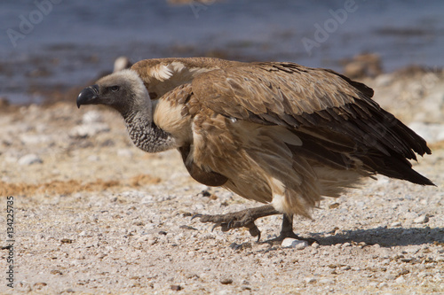 Vulture taking of