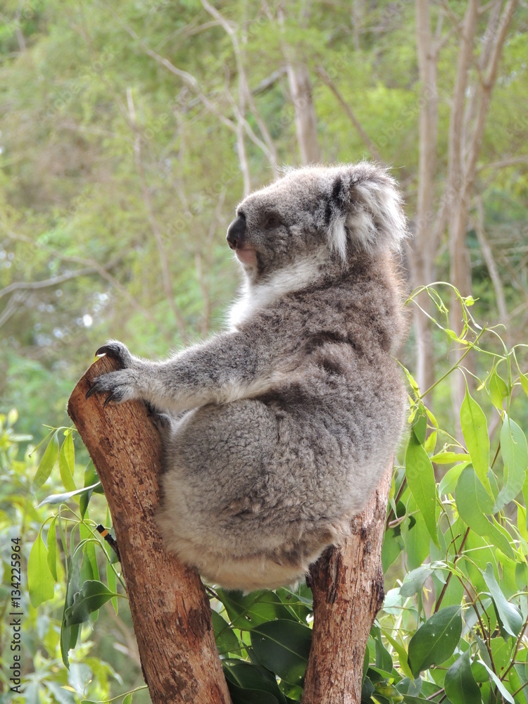 Fototapeta premium koala (Phascolarctos cinereus)