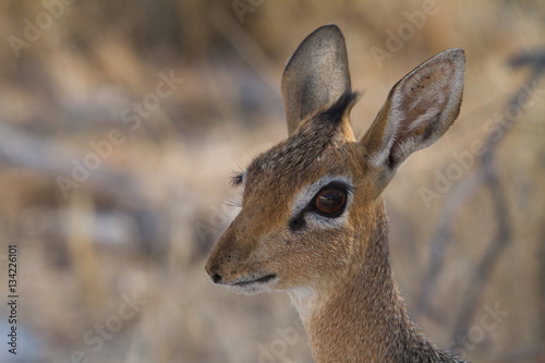 dik dik 1