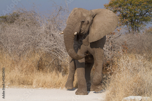 elephant1