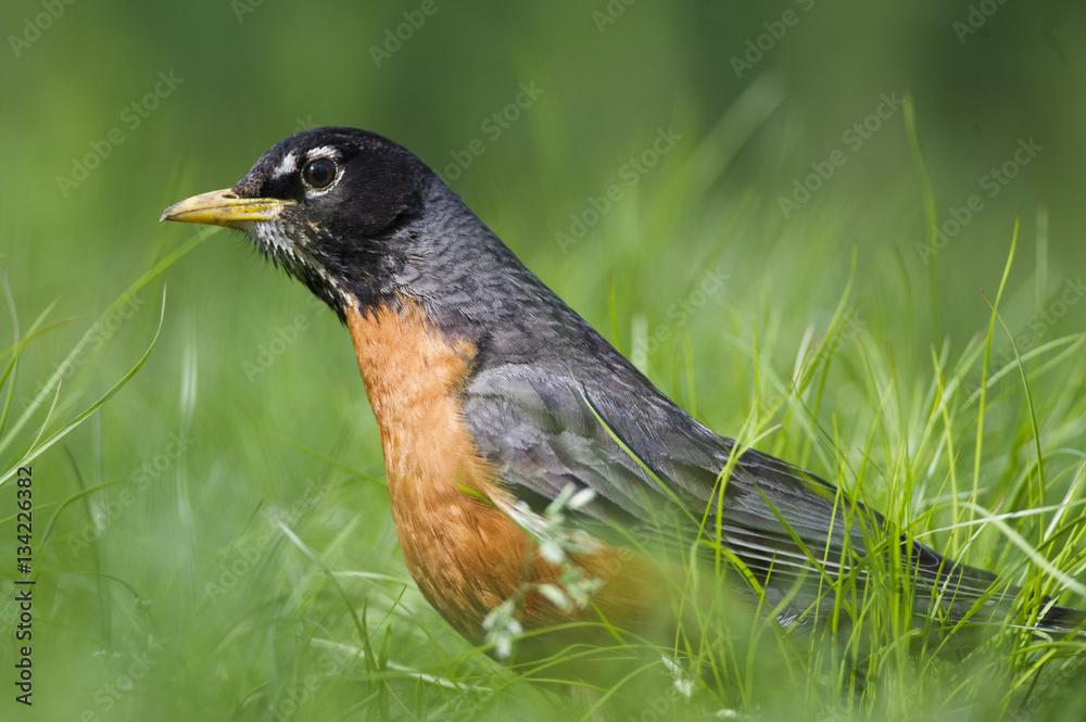 American Robin in the Grass American Robin in the Grass