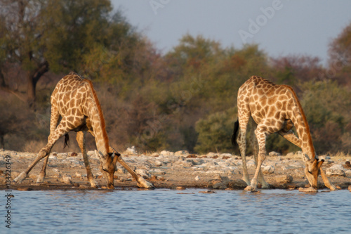 twi girafes drinking