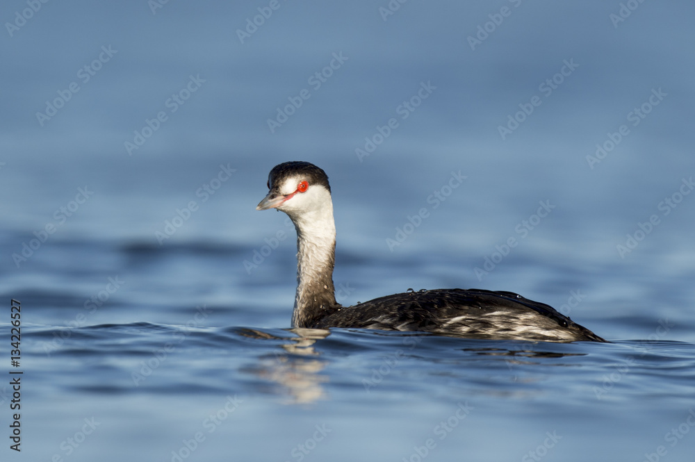 Fototapeta premium Swimming Horned Grebe