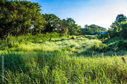 Grassfield in beautiful sunshine