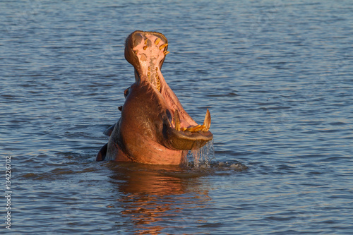  Hippopotamus yawn