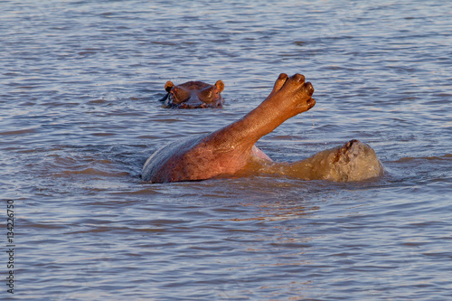  Hippopotamus looping in water