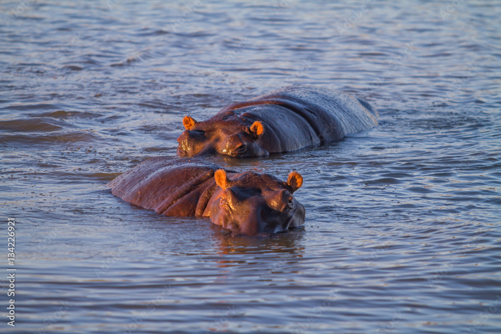 Fototapeta premium two Hippopotamus