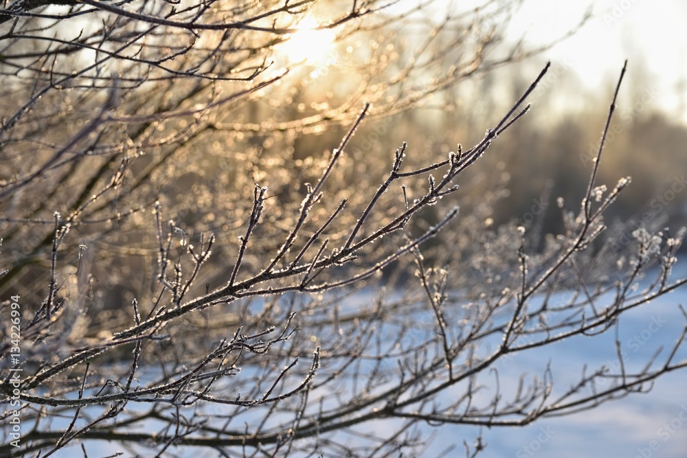 Winter landscape - frosty trees. Nature with snow. Beautiful seasonal natural background. Winter landscape - frosty trees. Nature with snow. Beautiful seasonal natural background.