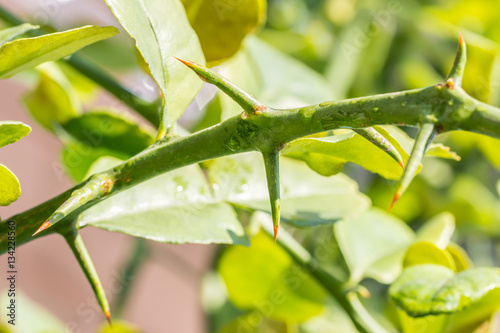 Thorns of a kaffir lime tree-bergamot.