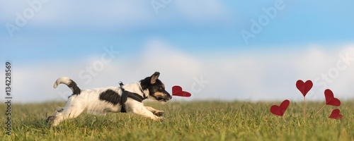 Romantic dog - jack russell terrier © Karoline Thalhofer