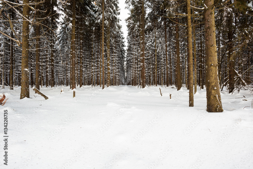 Fototapeta premium An lot of trees