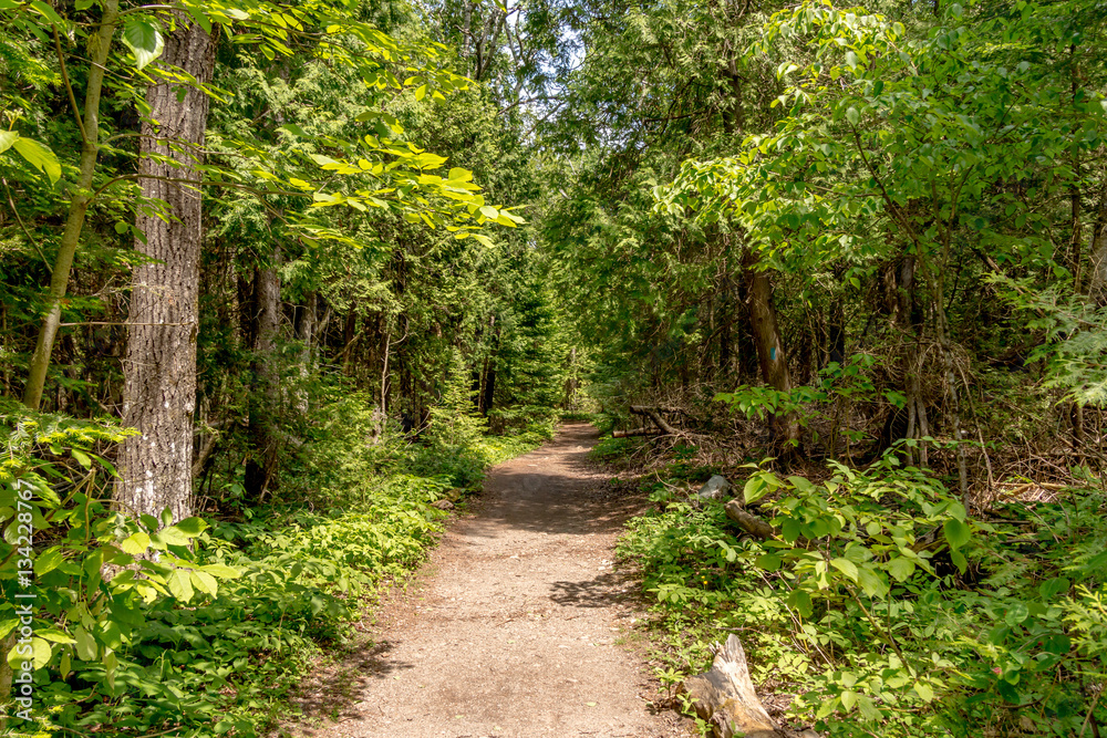 Fototapeta premium walking trail in a nature park