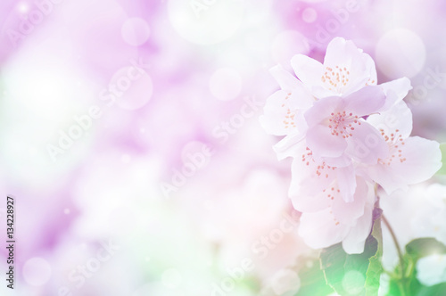 Spring gentle background with bright blooming jasmine