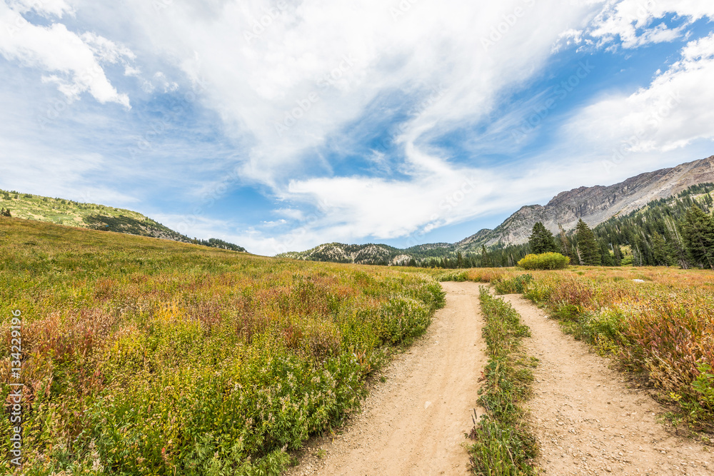 Albion Basin landscape with trail and alpine meadows in summer. Albion Basin landscape with trail and alpine meadows in summer.