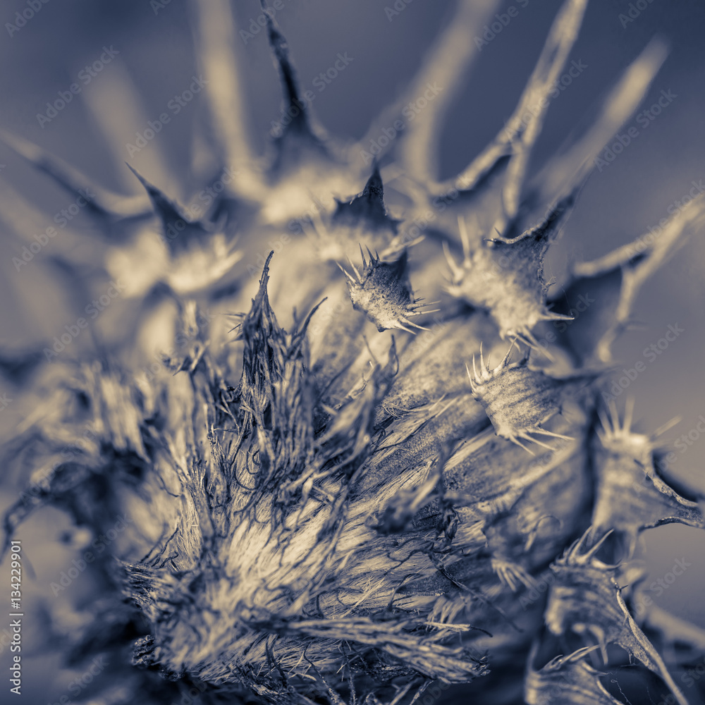 Obraz premium Dried thistle