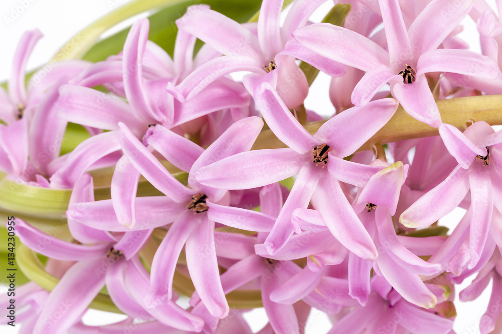 Spring flowers of Hyacinth on white  background
