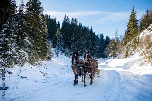 winter horseback riding and sleigh © bovtenkosv