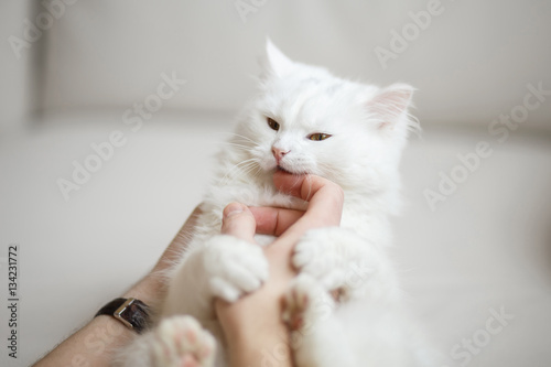 White fluffy cat plays with the owner